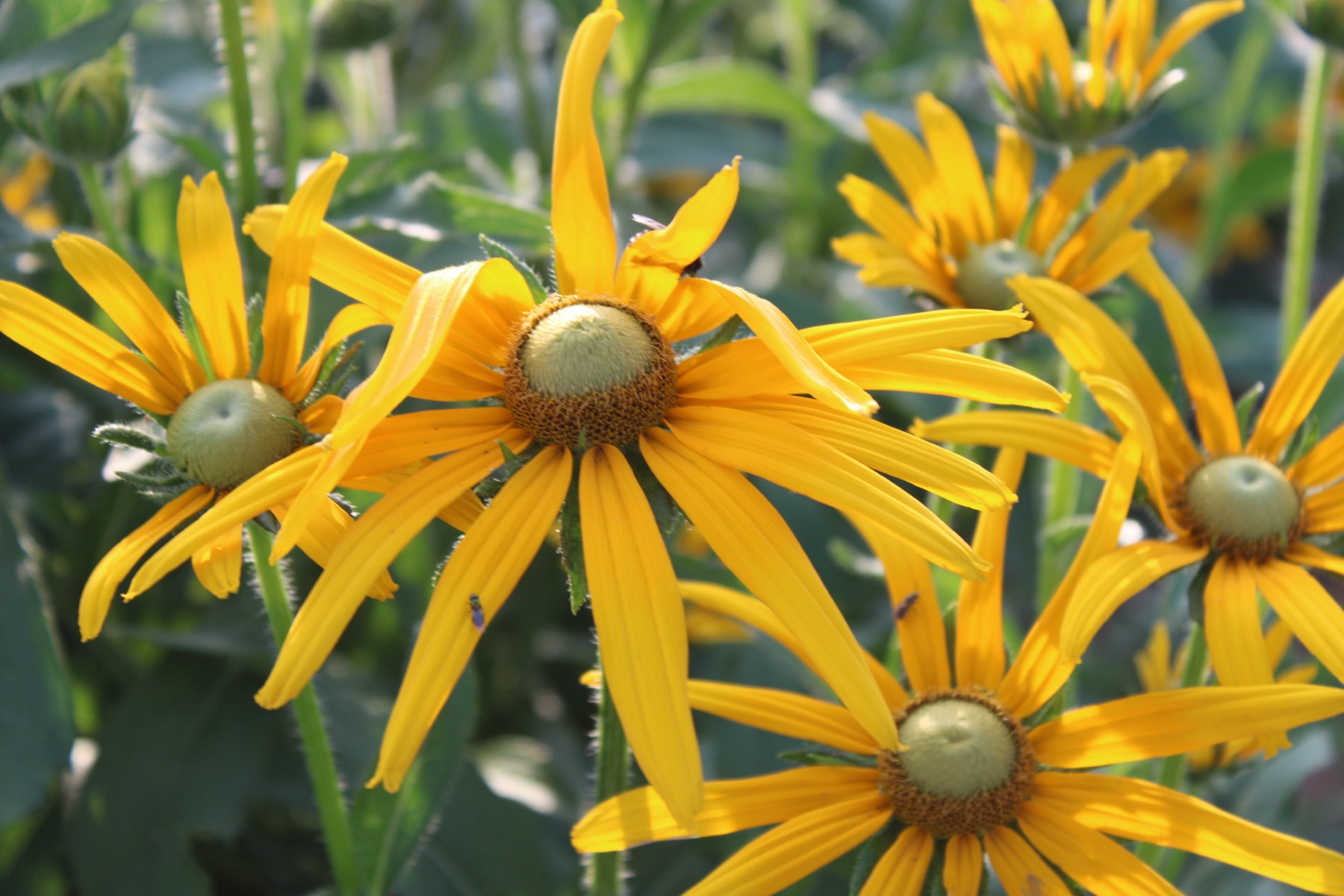 Black-eyed Susan blossoms in close detail